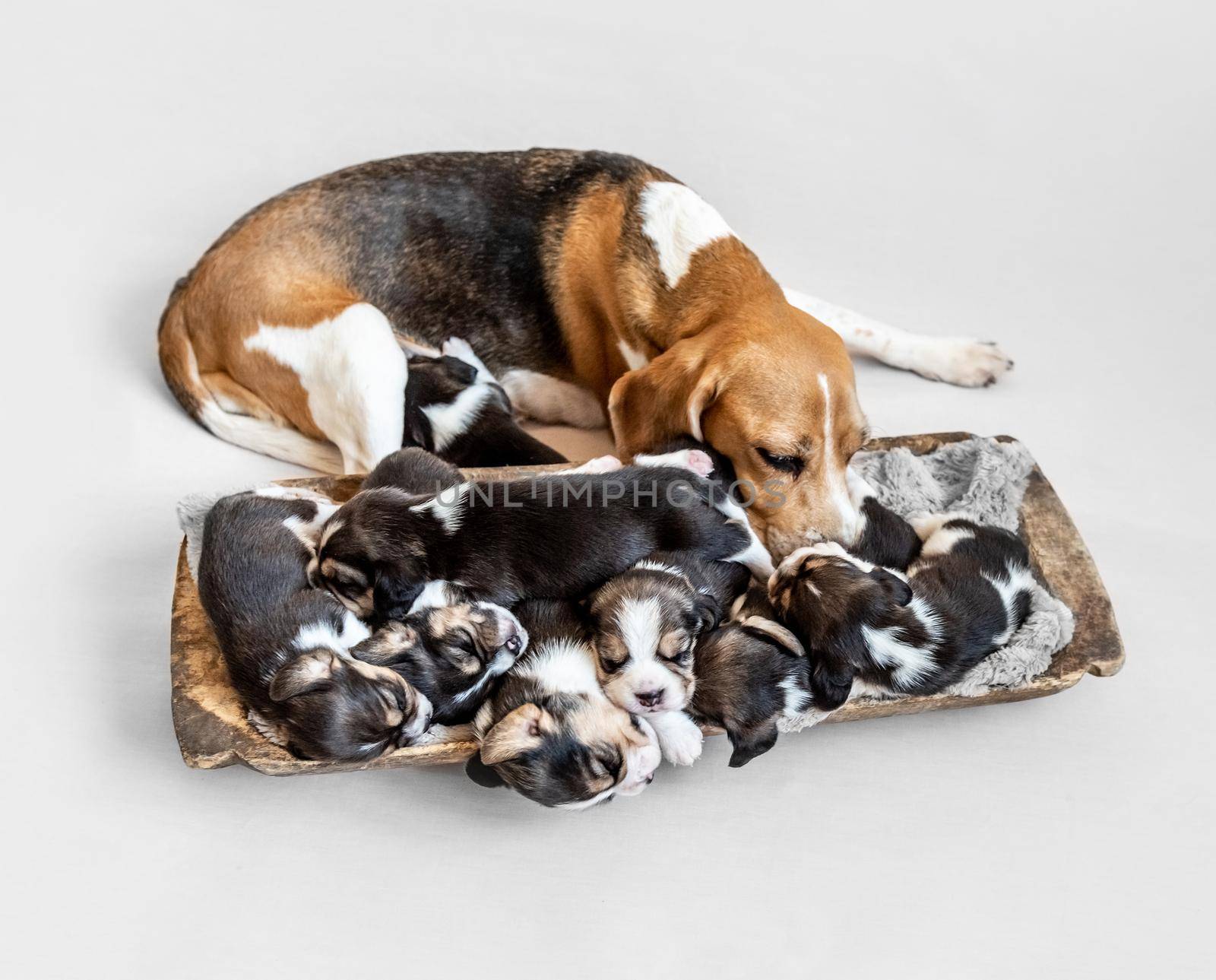 Mother beagle feeding puppies by tan4ikk1