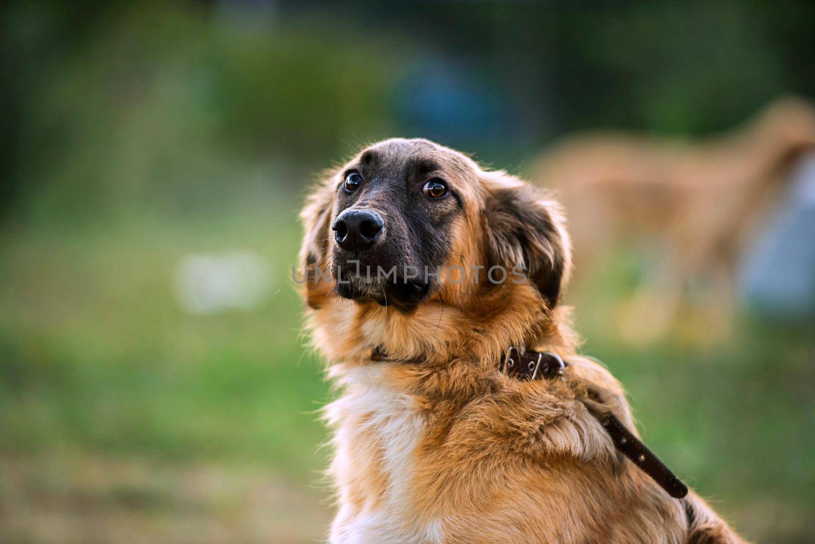 portrait of a mongrel dog close-up