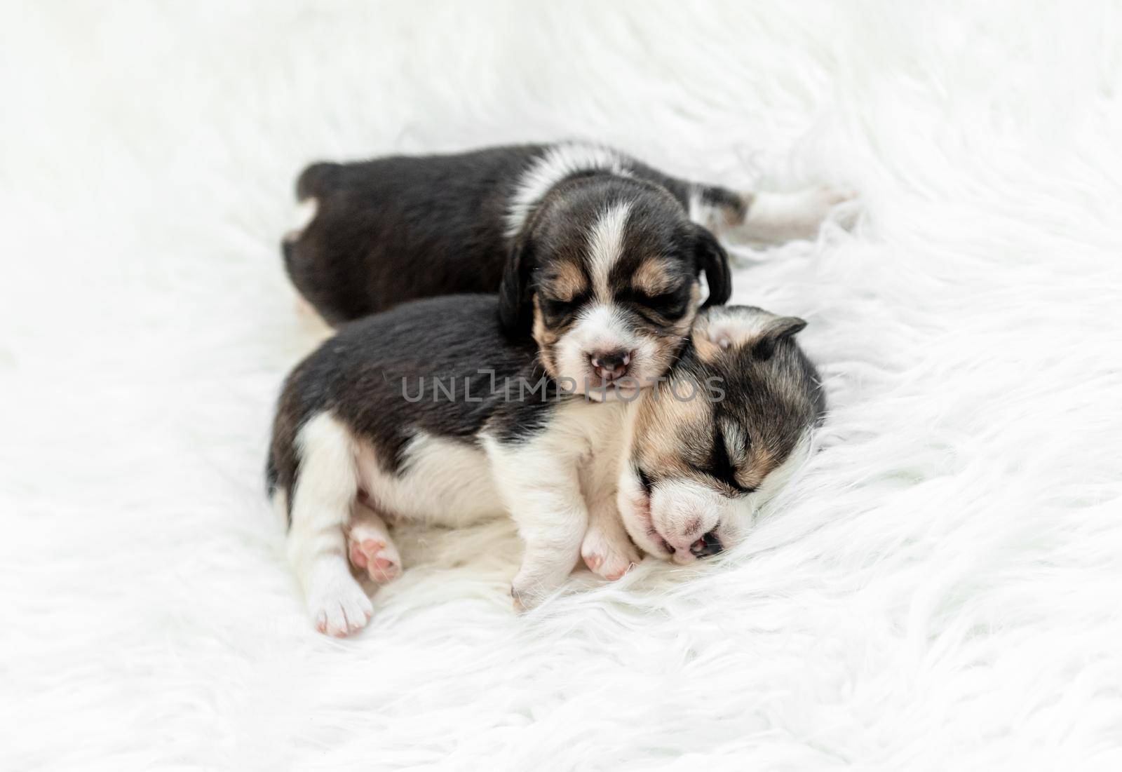 Newborn beagle puppies asleep by tan4ikk1