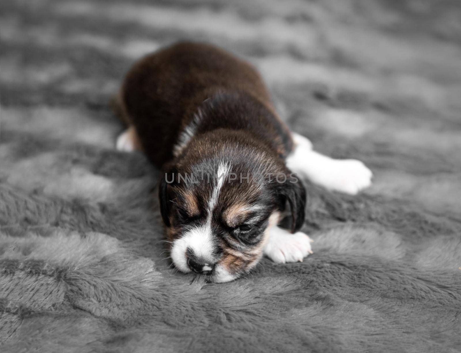 Cute newborn beagle puppy sleeping on grey veil, close-up