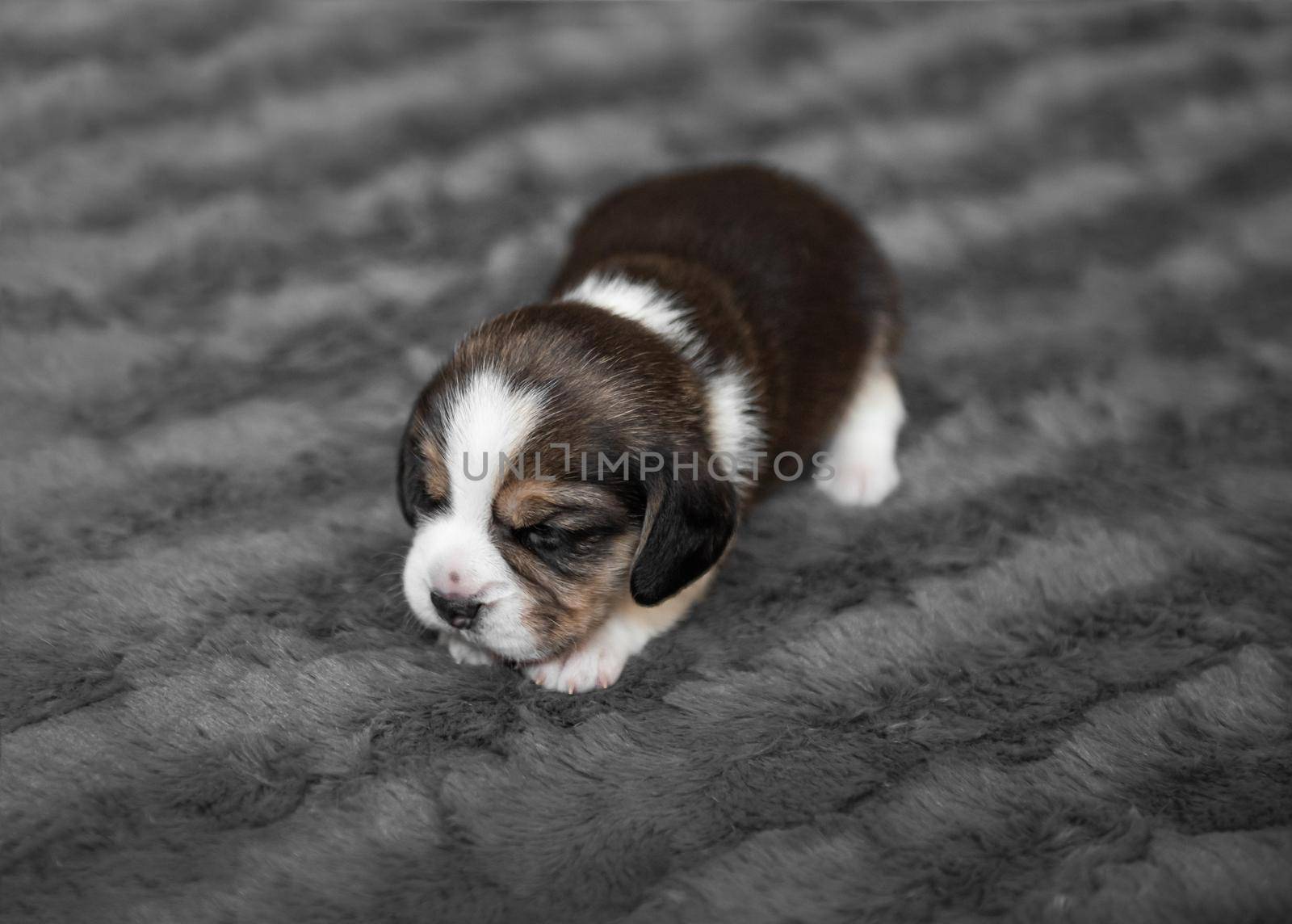 Cute newborn beagle puppy sleeping on grey veil, close-up