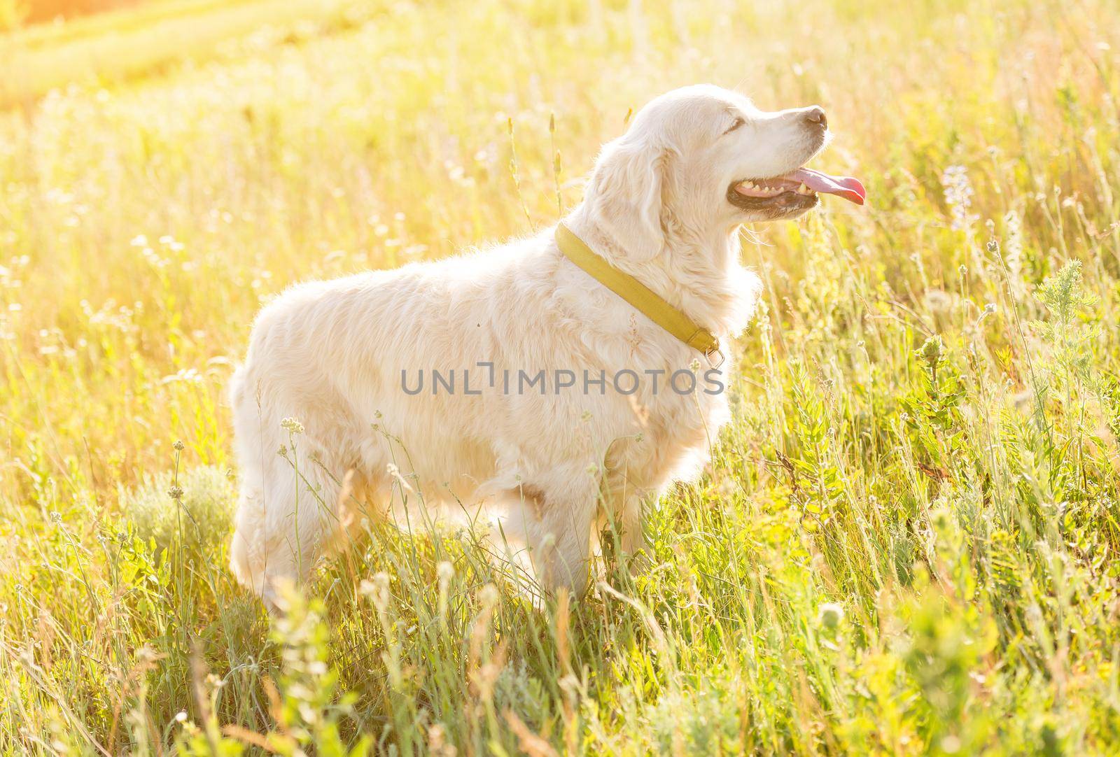 golden retriever meadow by tan4ikk1