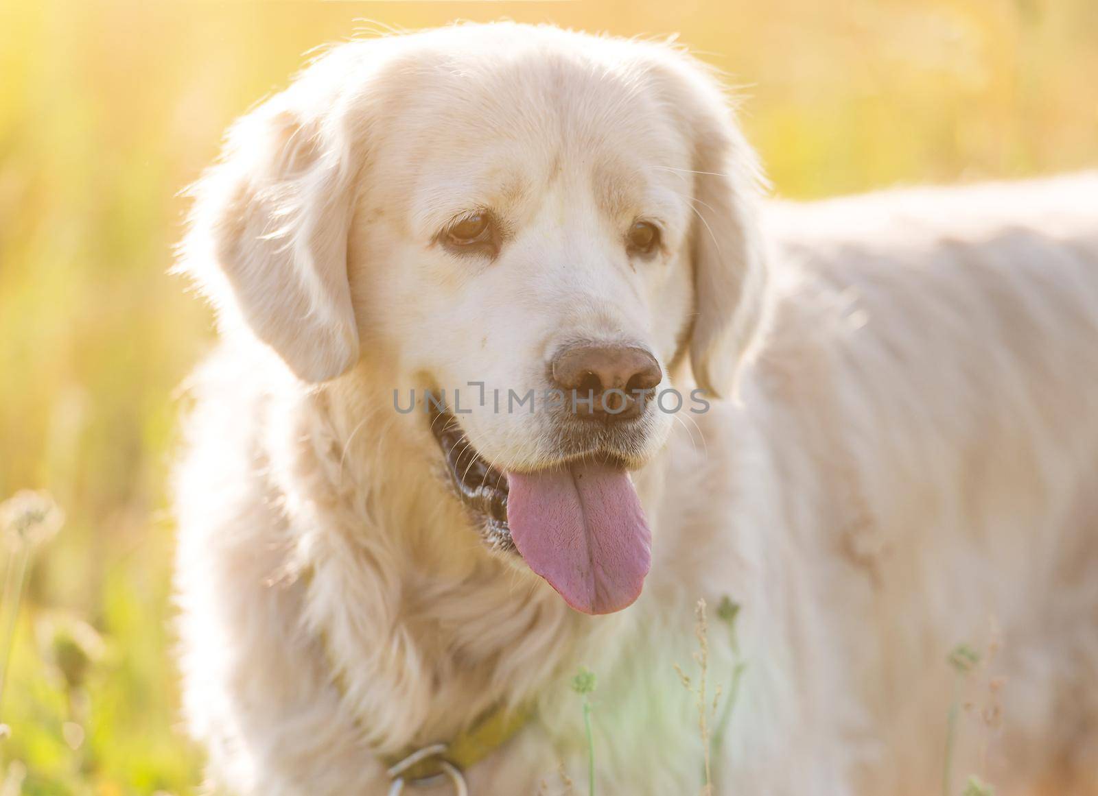 portrait of a golden retriever in a meadow on a sunny day