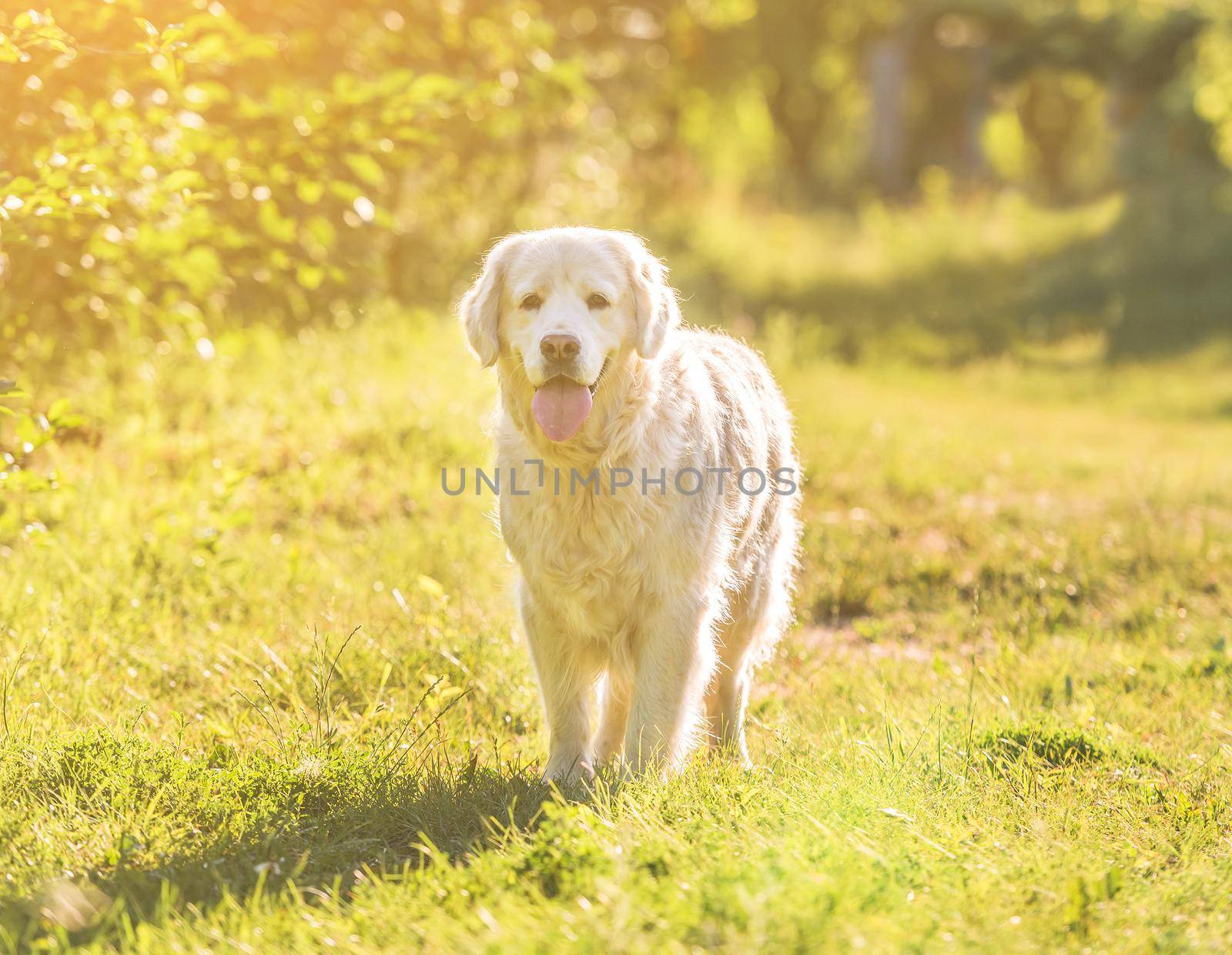 golden retriever walking in a meadow on a sunny day