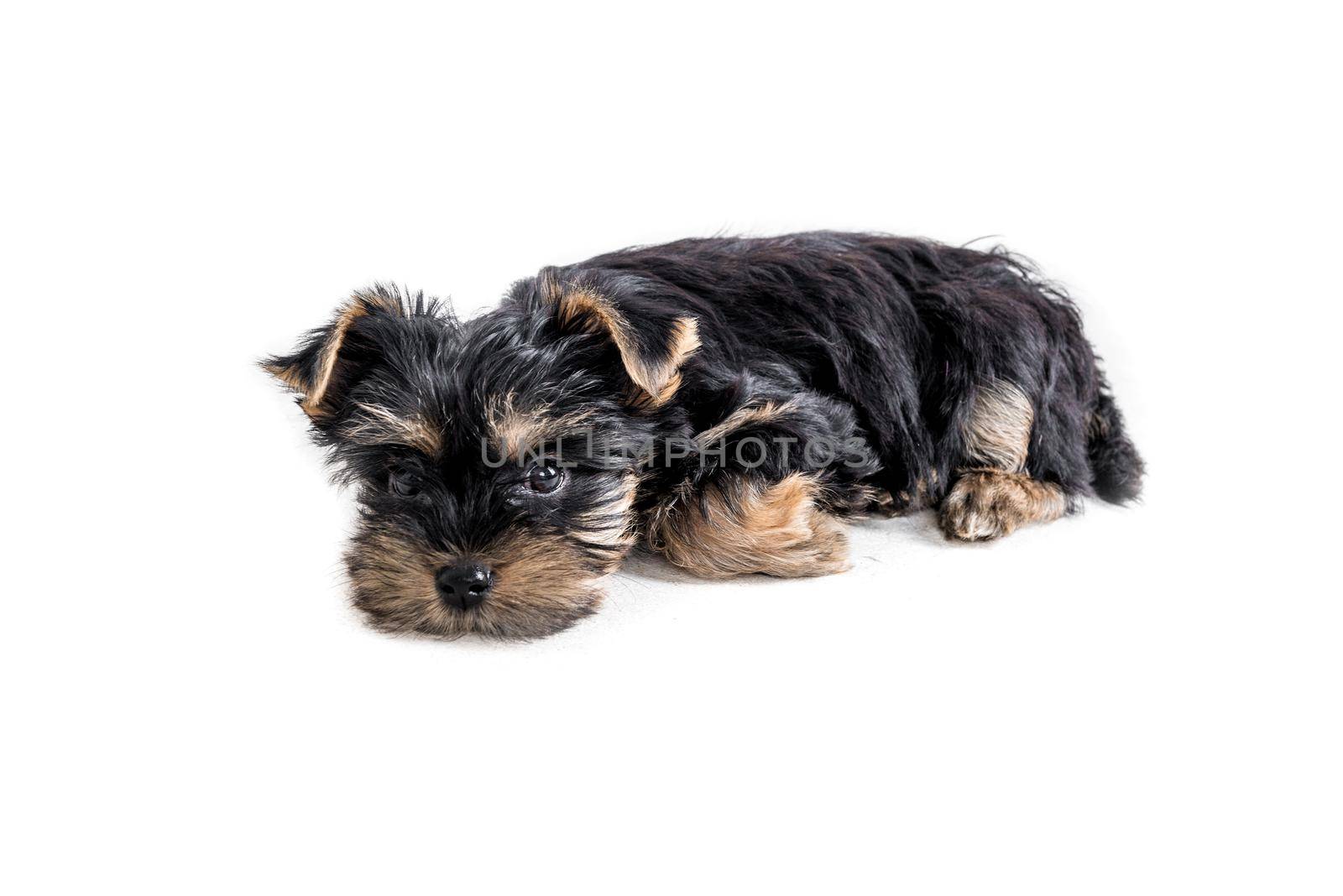 puppy york isolated on white by tan4ikk1