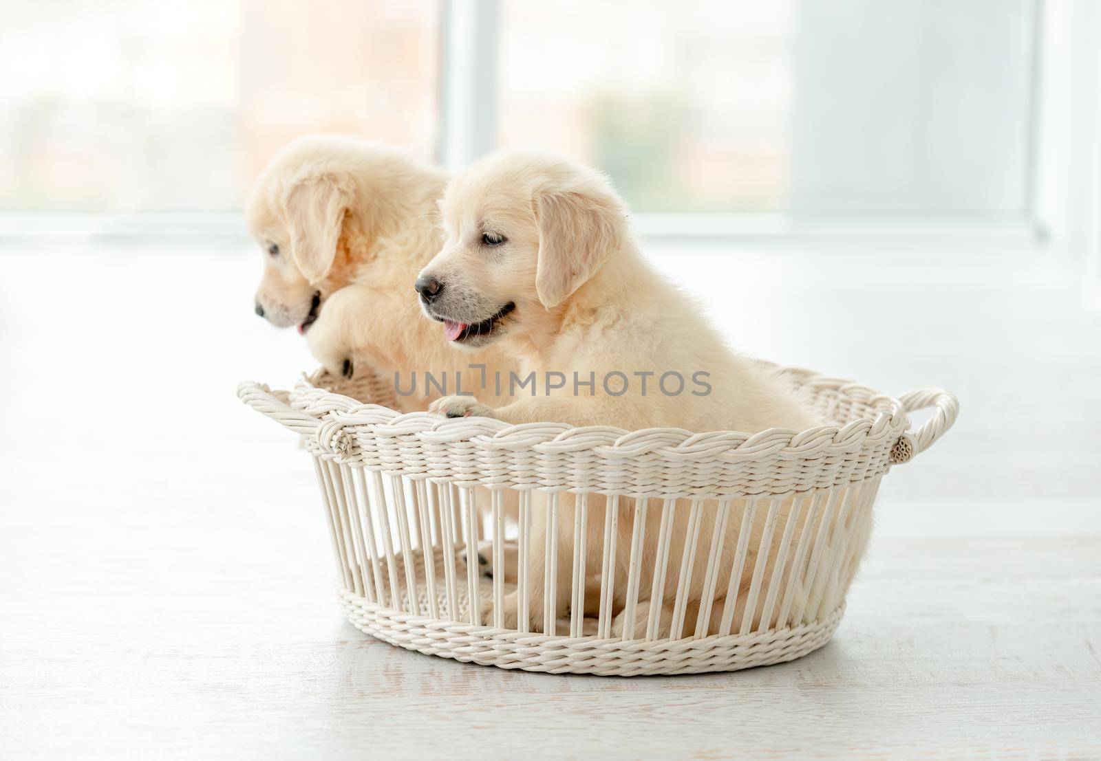 Playful retriever puppies inside white basket
