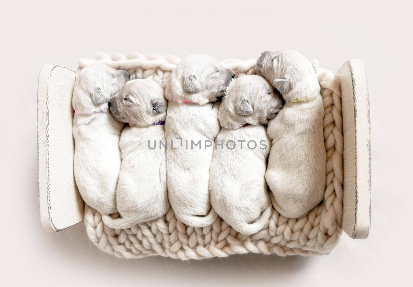Top view of five cute newborn golden retriever puppies sleeping by tan4ikk1