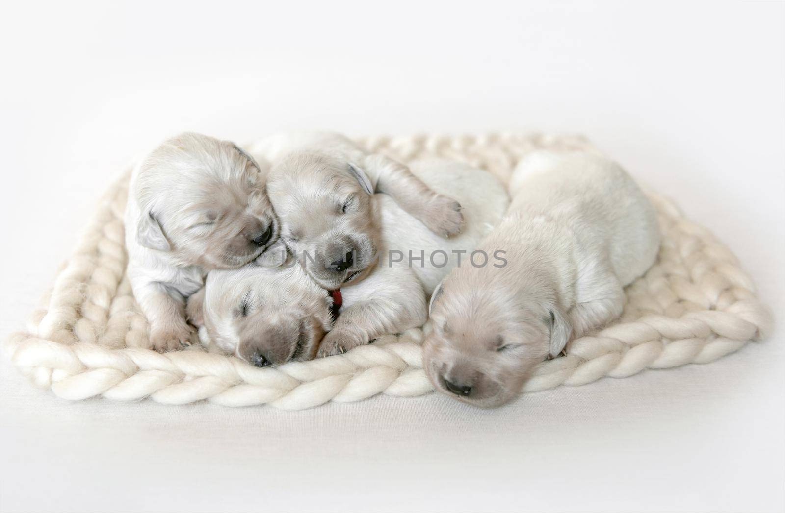 Closeup of cute fluffy newborn golden retriever puppies sleeping together on the woolen knitted blanket