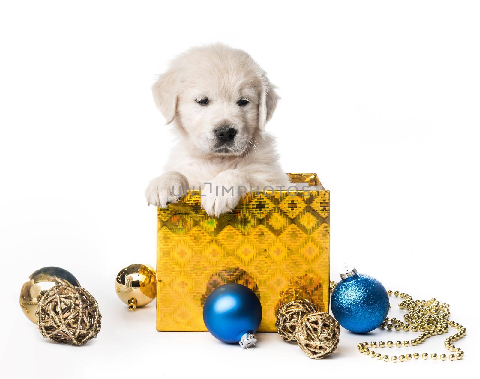 Cute golden retriever puppy in gift box with decorations isolated on white background