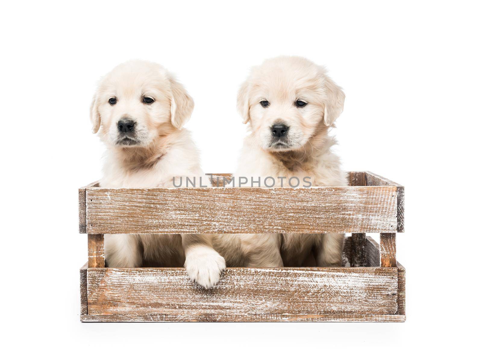 Cute four funny golden retriever puppies in basket isolated on white background