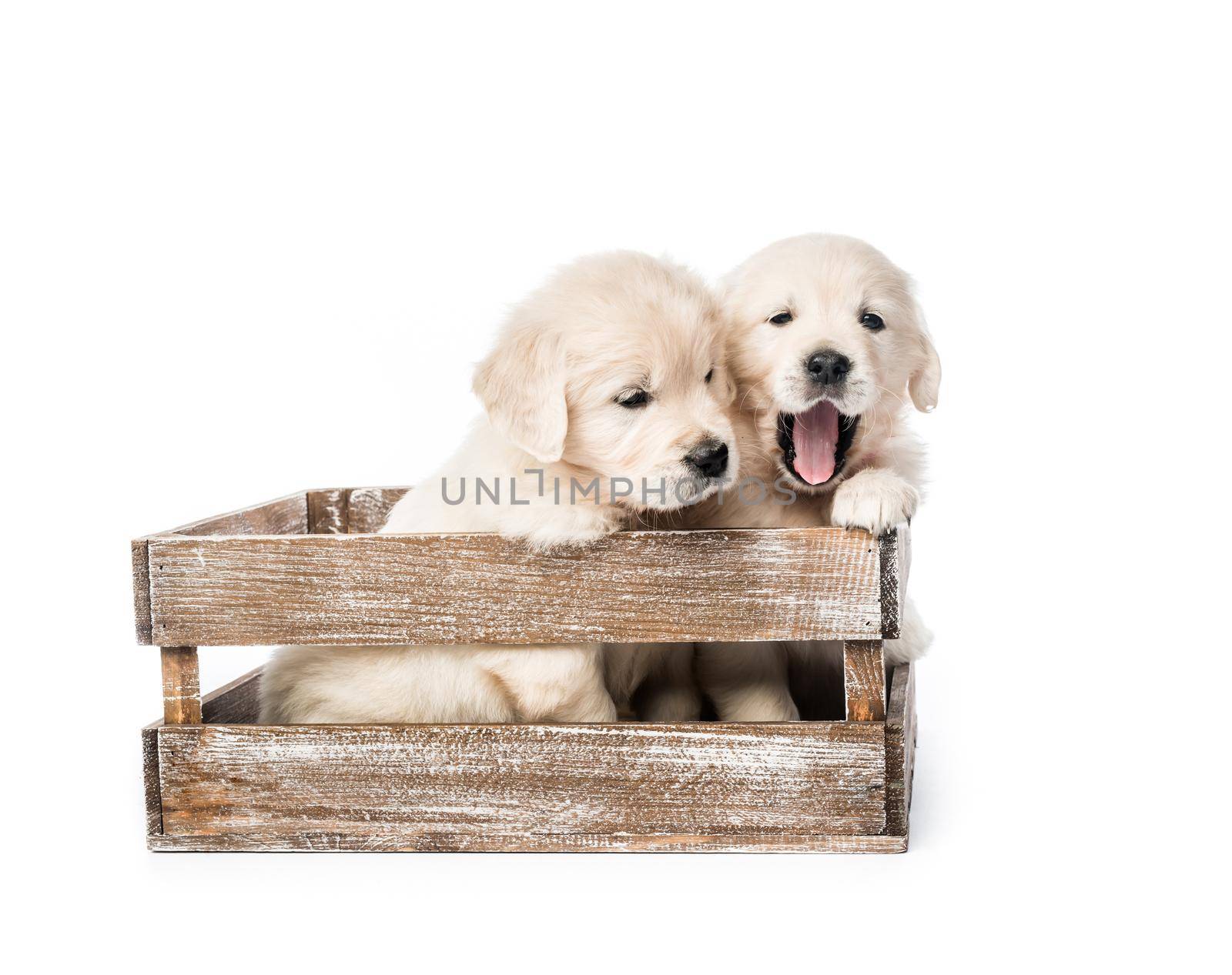 Cute four funny golden retriever puppies in basket isolated on white background