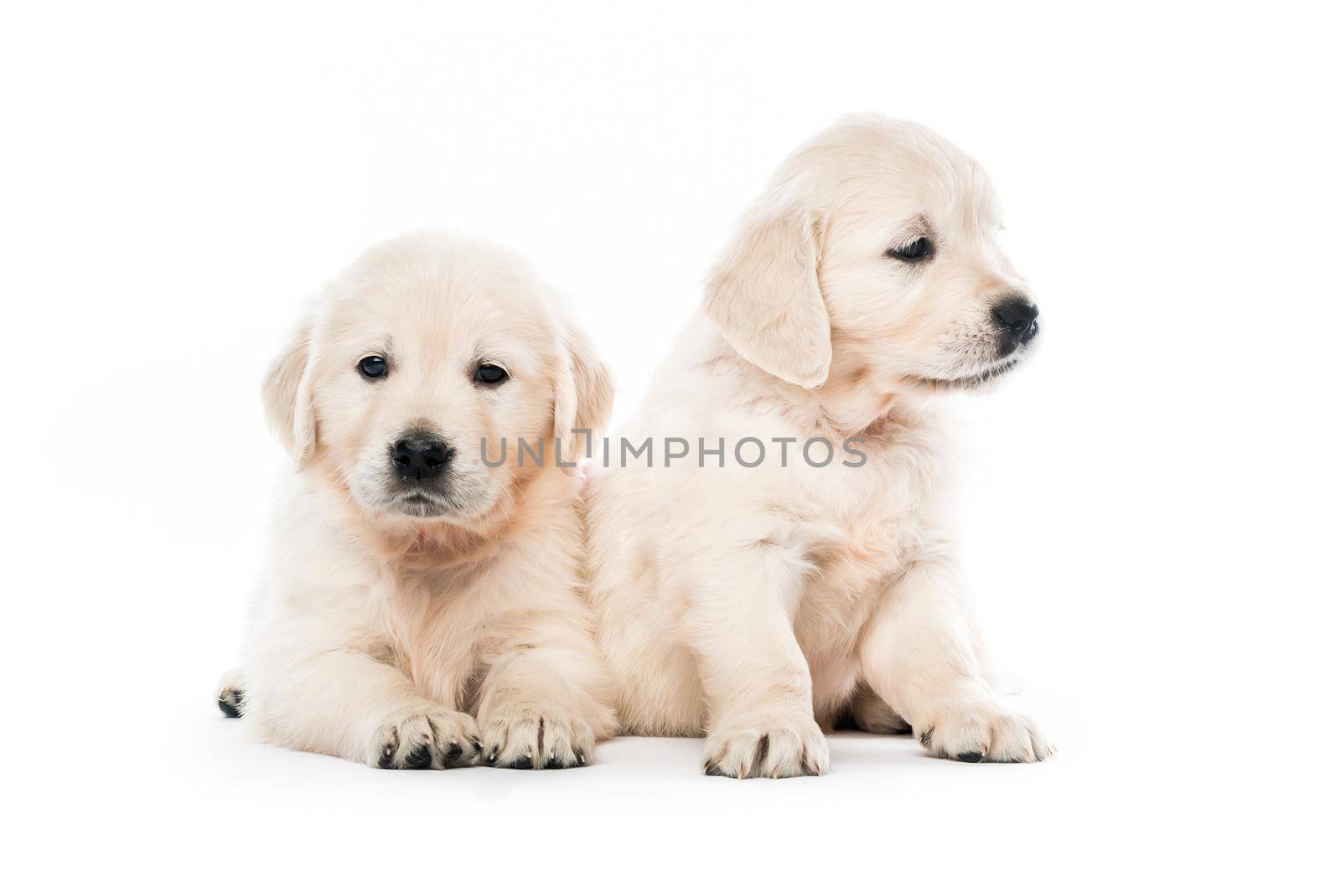 Cute two golden retriever puppies together isolated on white background