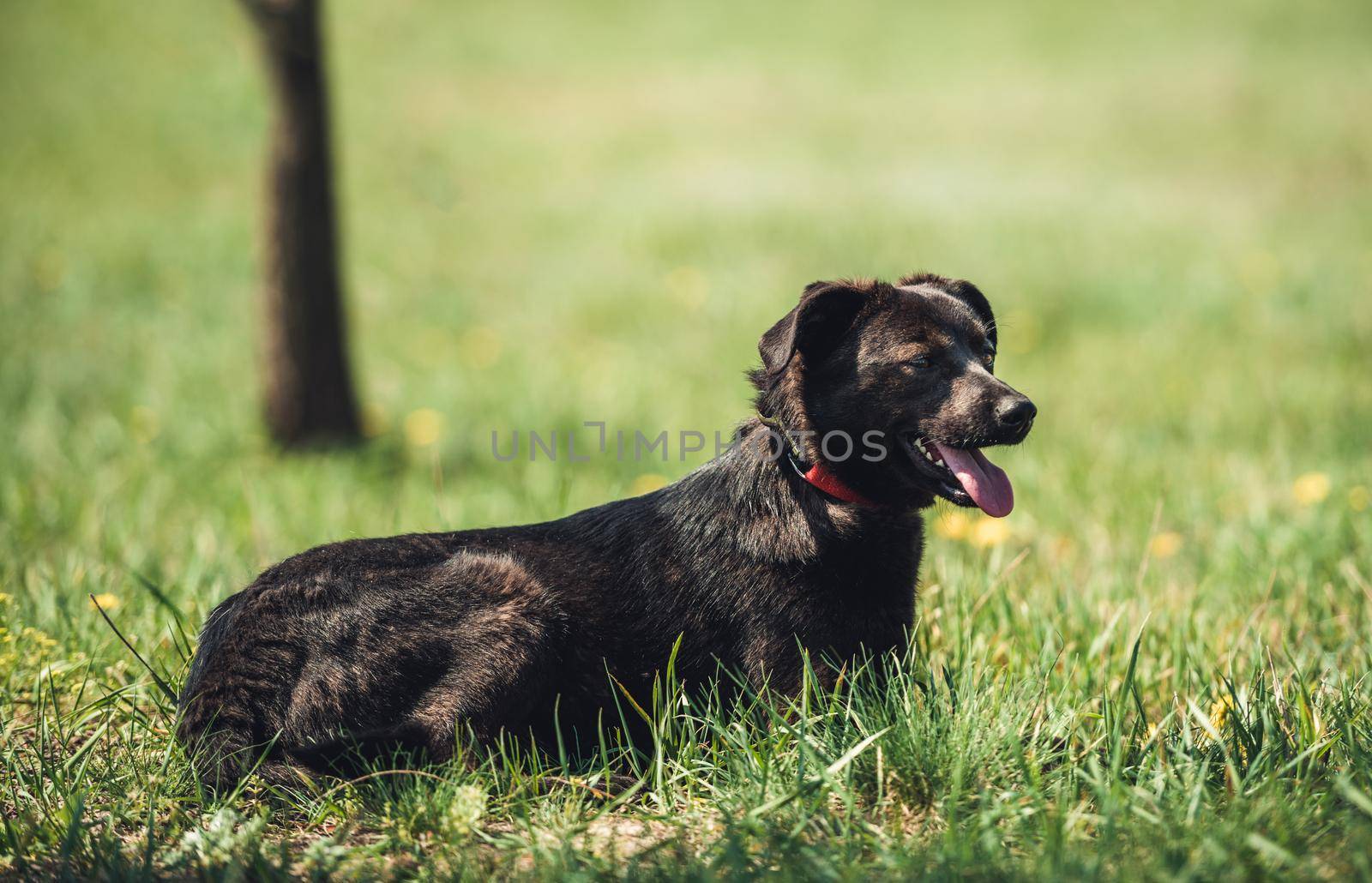 Black dog sitting on field by tan4ikk1