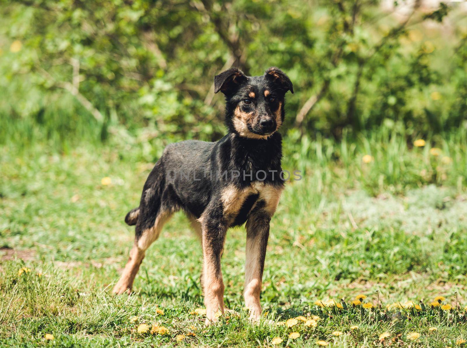 Cute black alert mongrel dog in the grass