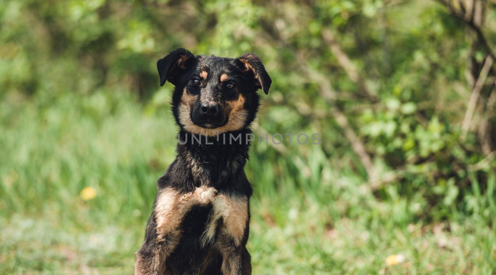 Cute black alert mongrel dog sitting alone in the grass