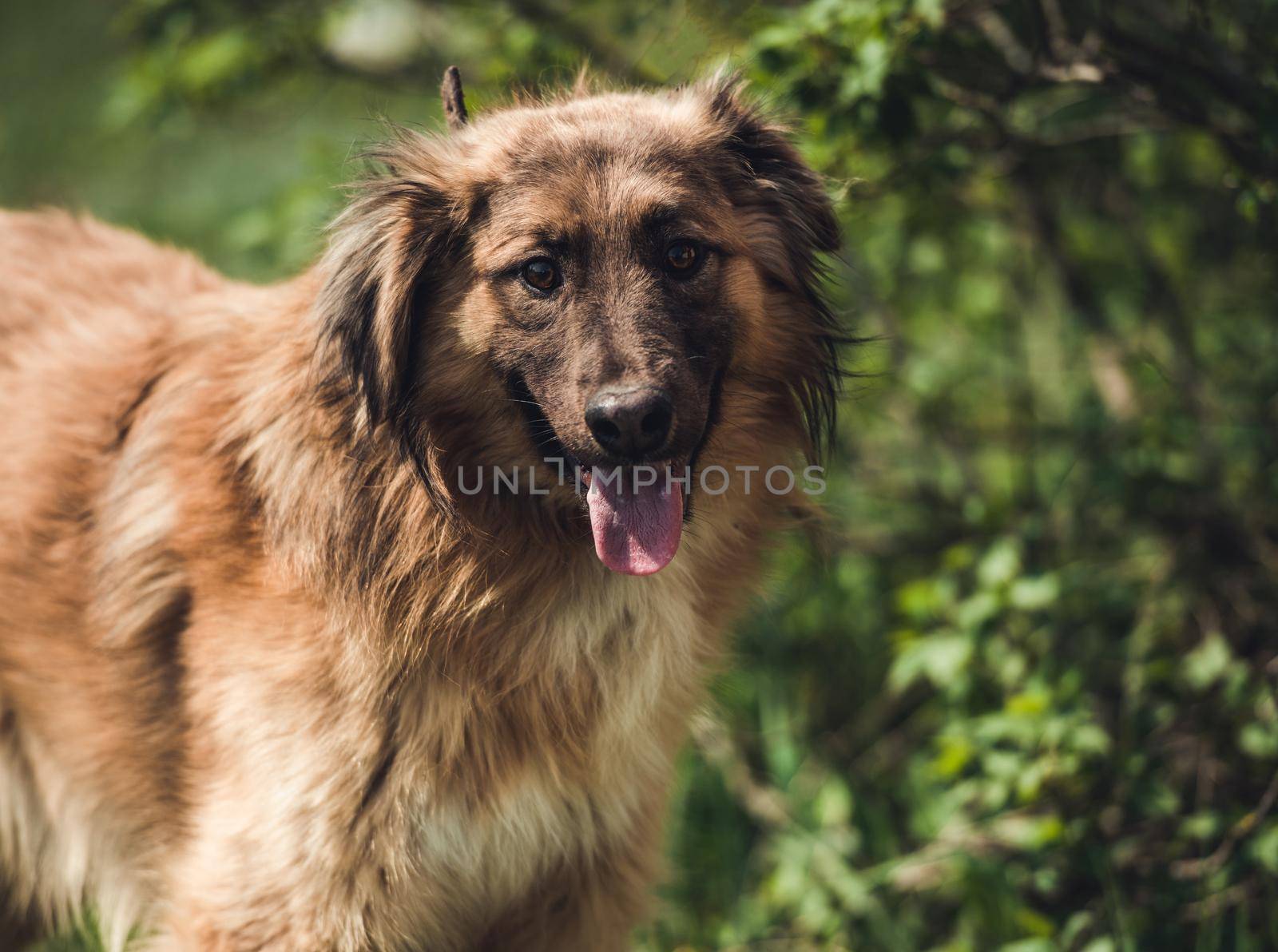 Handsome brown furry stray dog, with long pink tongue