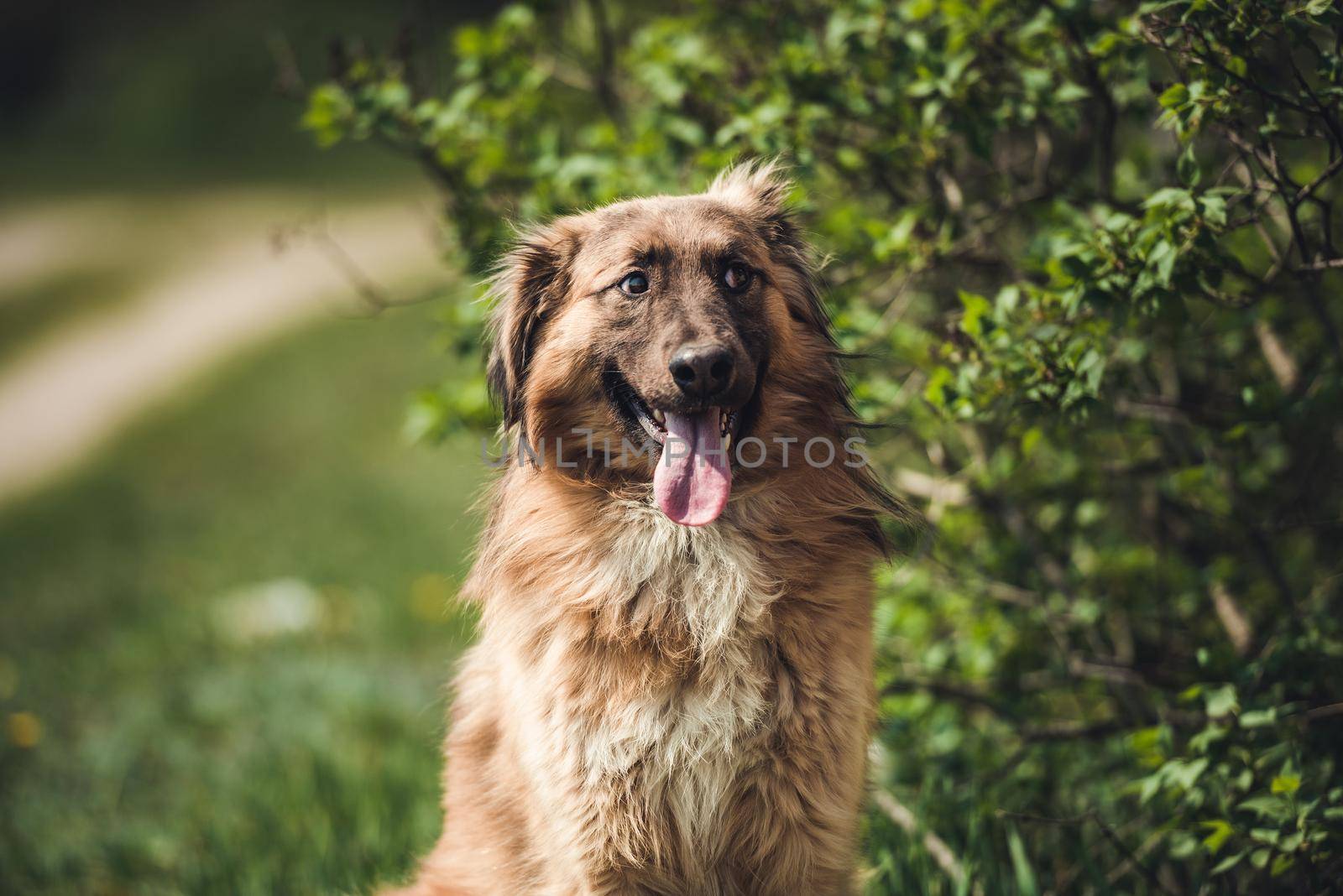 Handsome brown furry stray dog, with long pink tongue