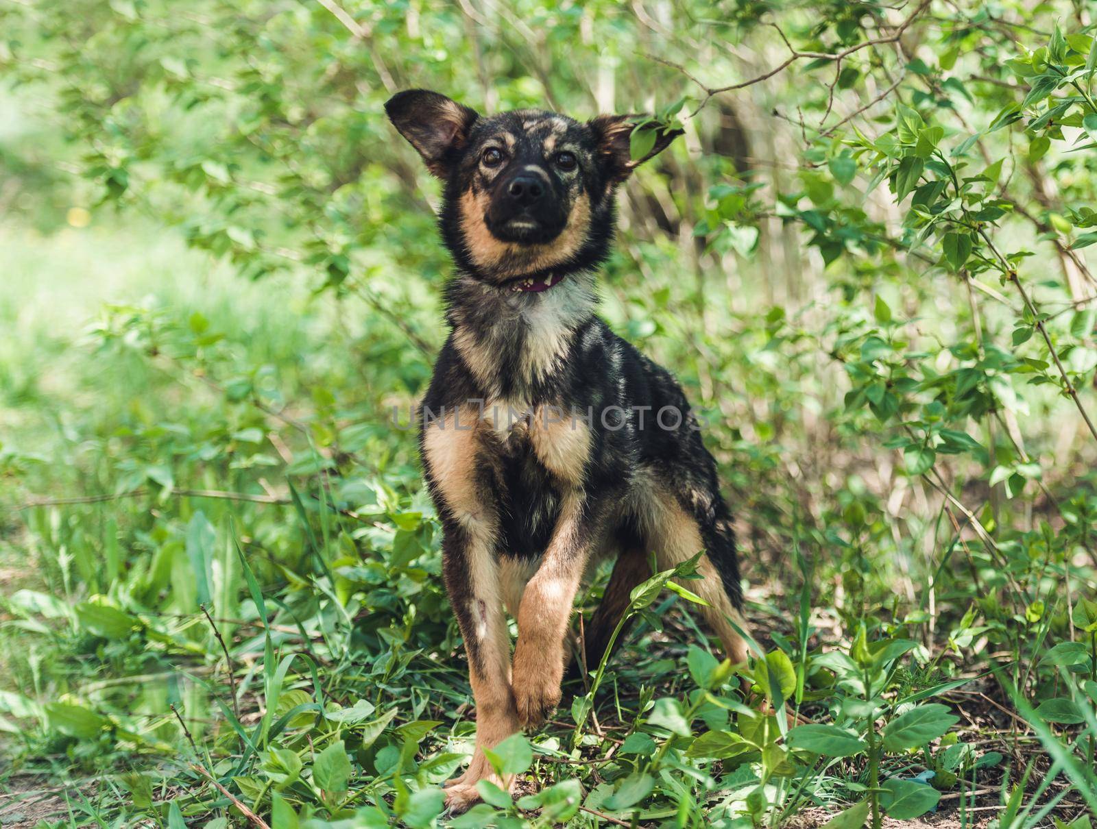 Cute black alert mongrel dog in the grass