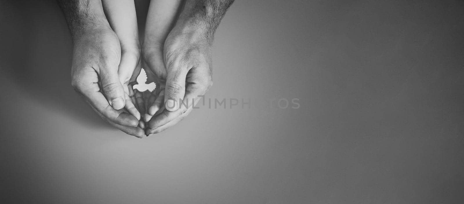 Adult and child hands holding white dove bird on pink background by Maximusnd