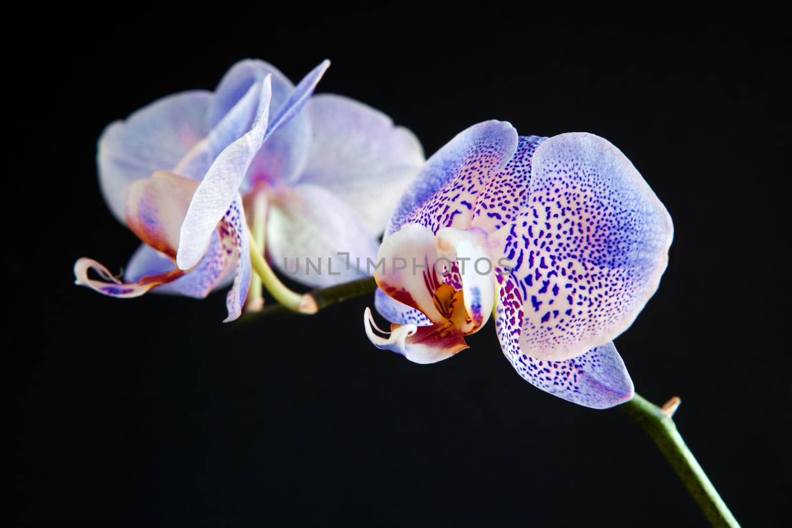 Beautiful blue orchid against black background. Branch of two orchid tropical flowers on black