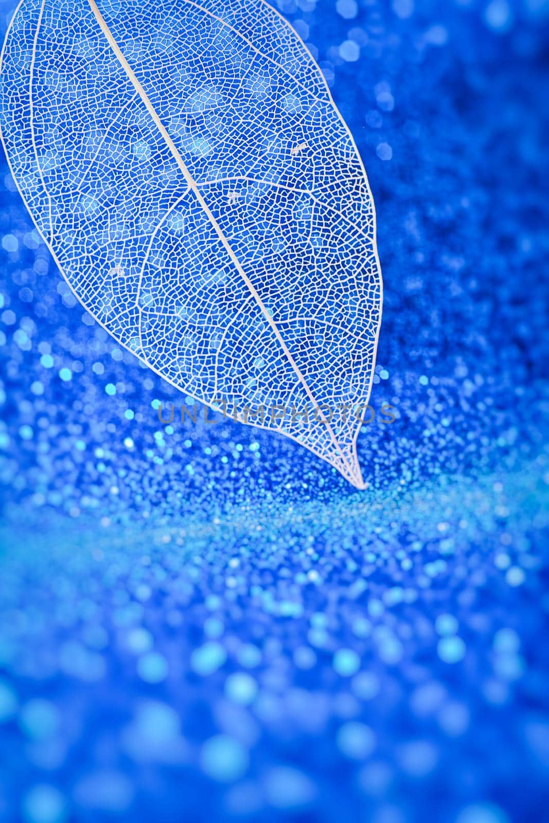 Expressive artistic image of beauty and purity of nature. Beautiful white skeletonized leaf on light blue background with round bokeh.