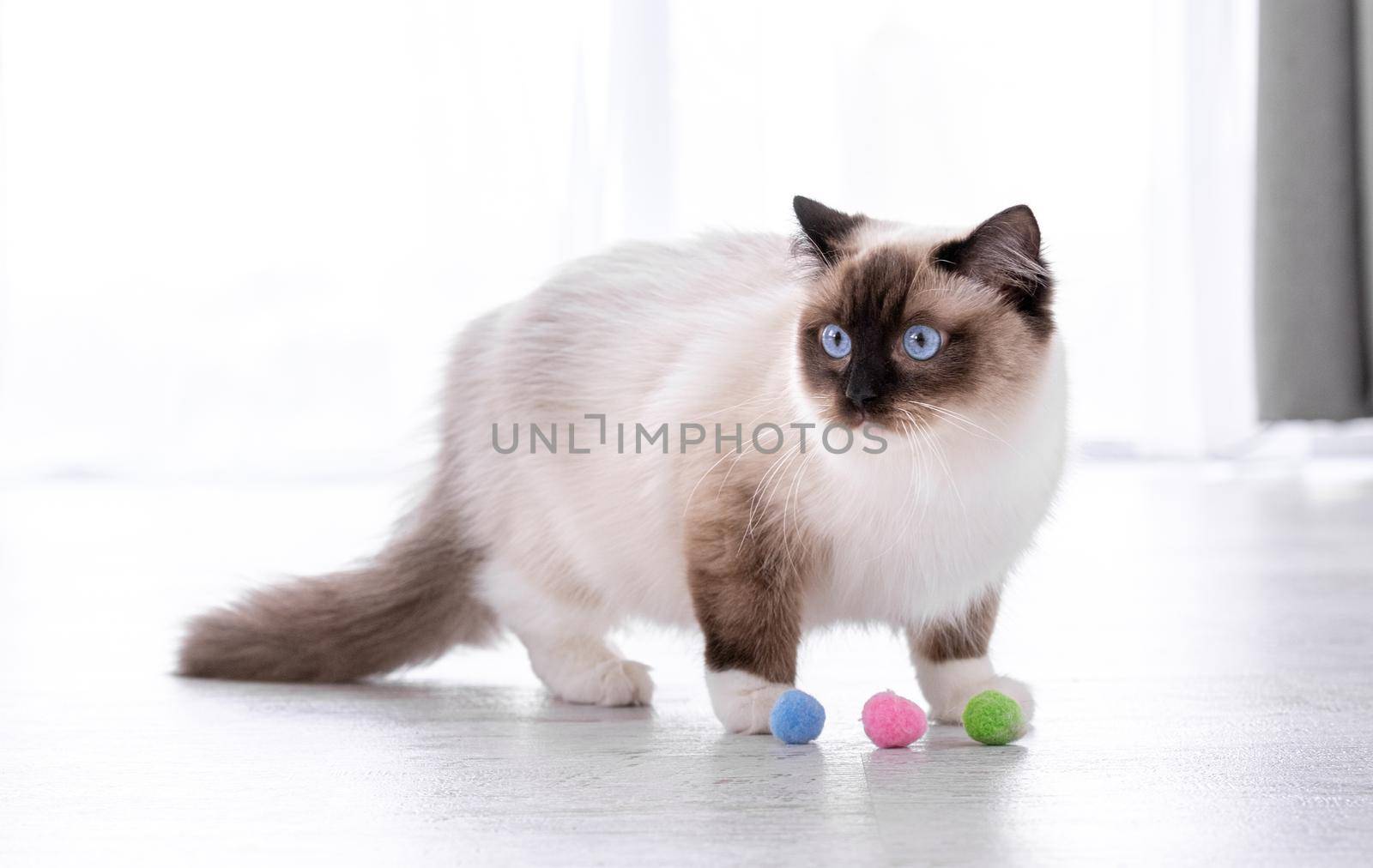 Ragdoll cat portrait by tan4ikk1