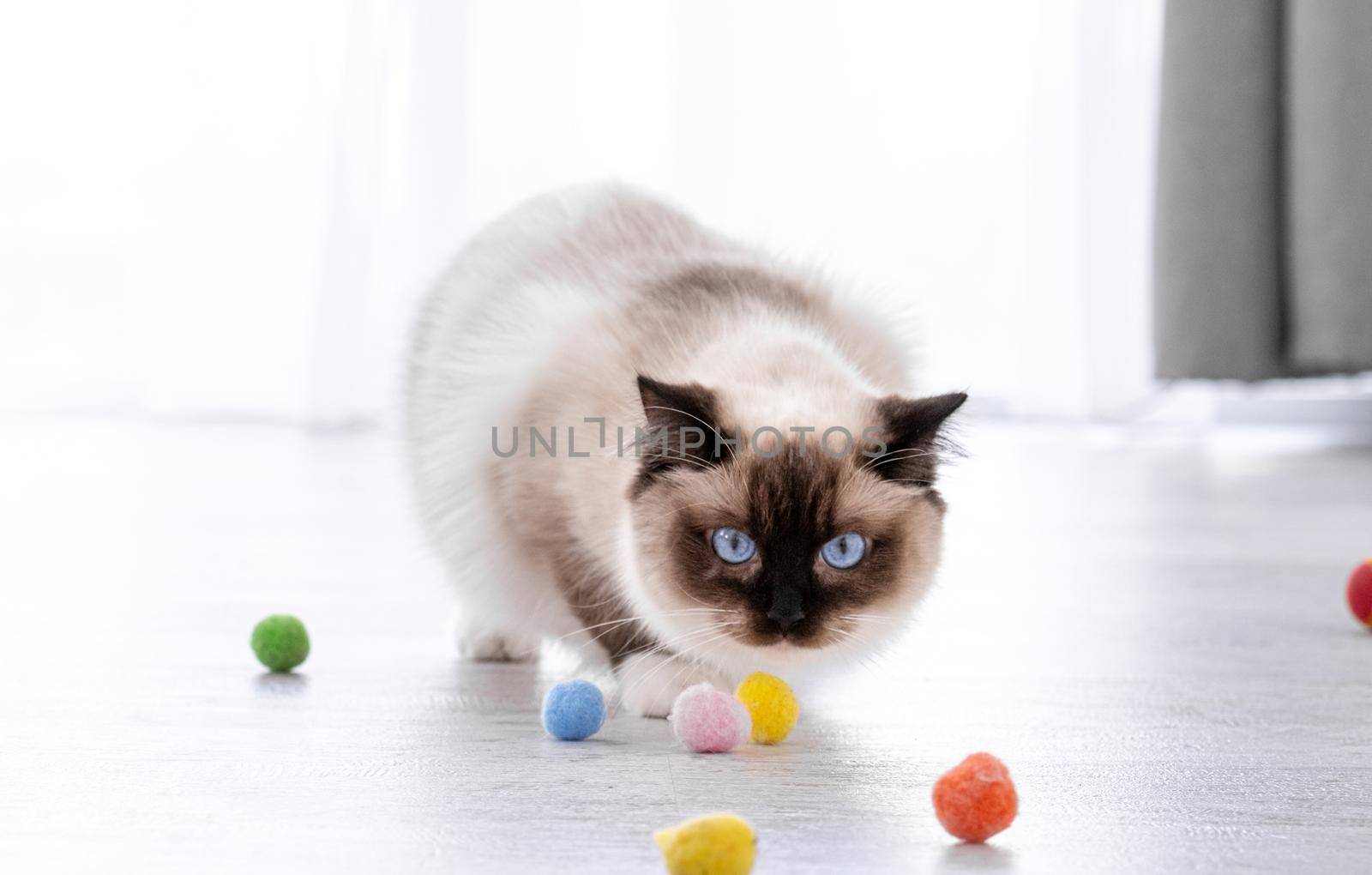 Adorable fluffy ragdoll cat with beautiful blue eyes standing on the floor and looking at colorful balls. Portrait of breed feline pet with toys. Beautiful purebred domestic animal playing indoors