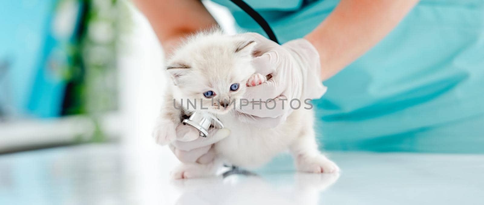 Woman veterinarian holding cute ragdoll kitten and examining its heart during medical care at vet clinic. Portrait of adorable fluffy purebred kitten in animal hospital