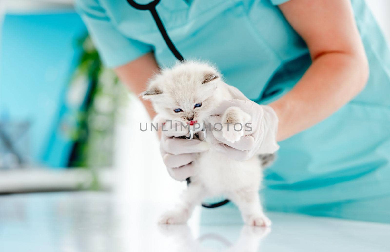 Woman veterinarian holding cute ragdoll kitten during medical care examining at vet clinic. Adorable fluffy purebred kitten in animal hospital