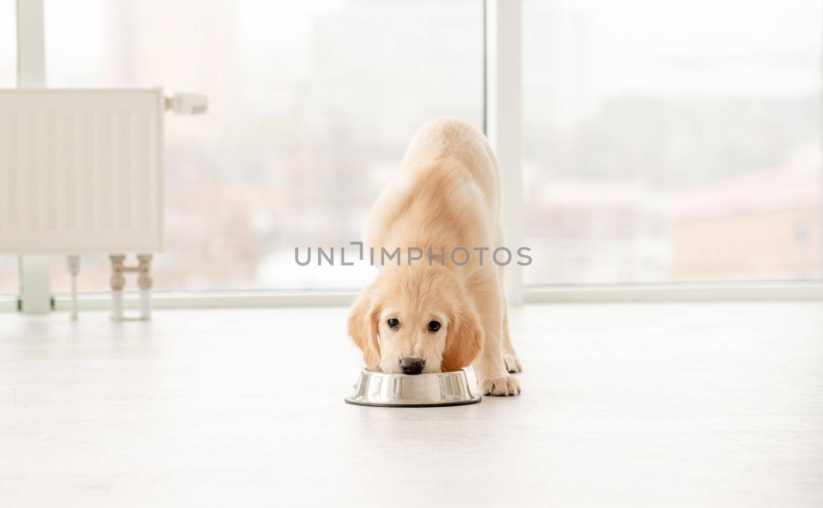 Adorable golden retriever puppy eating from bowl indoors