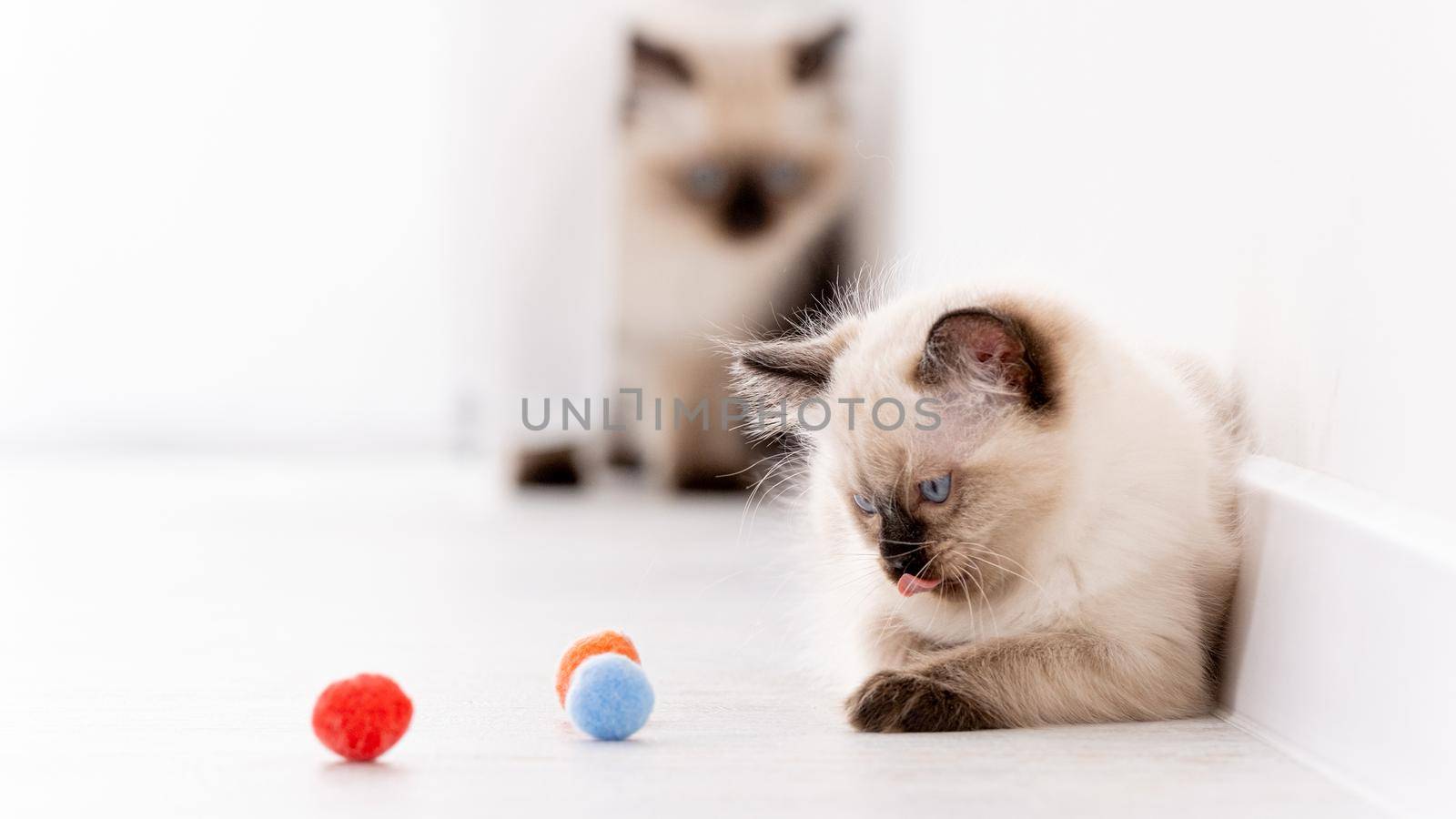 Two fluffy ragdoll kittens on the floor with colorful balls. Portrait of pair american breed feline kitty pet with toys. Beautiful little purebred domestic cats indoors in white room