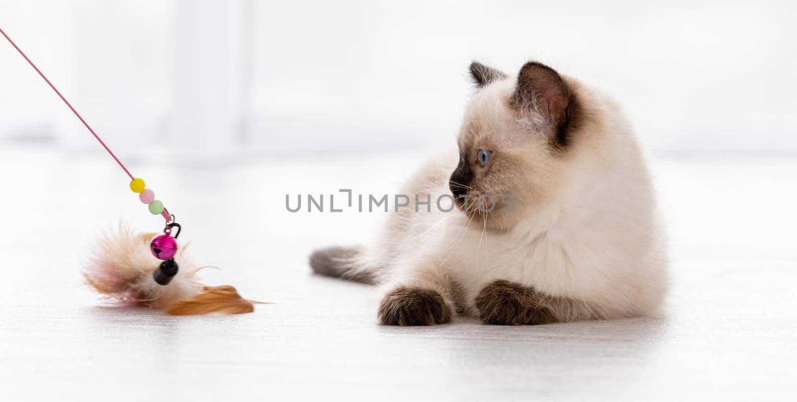 Cute fluffy ragdoll kitten witn beautiful blue eyes lying on the floor and looking at toy. Portrait of american breed feline kitty at home. Beautiful little purebred domestic cat indoors in white room