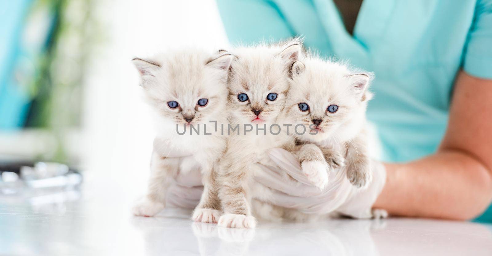 Three adorable fluffy ragdoll kittens with beautiful blue eyes sitting on table at vet clinic and looking at camera. Woman veterinarian specialist holding cute purebred kitty cats during medical care