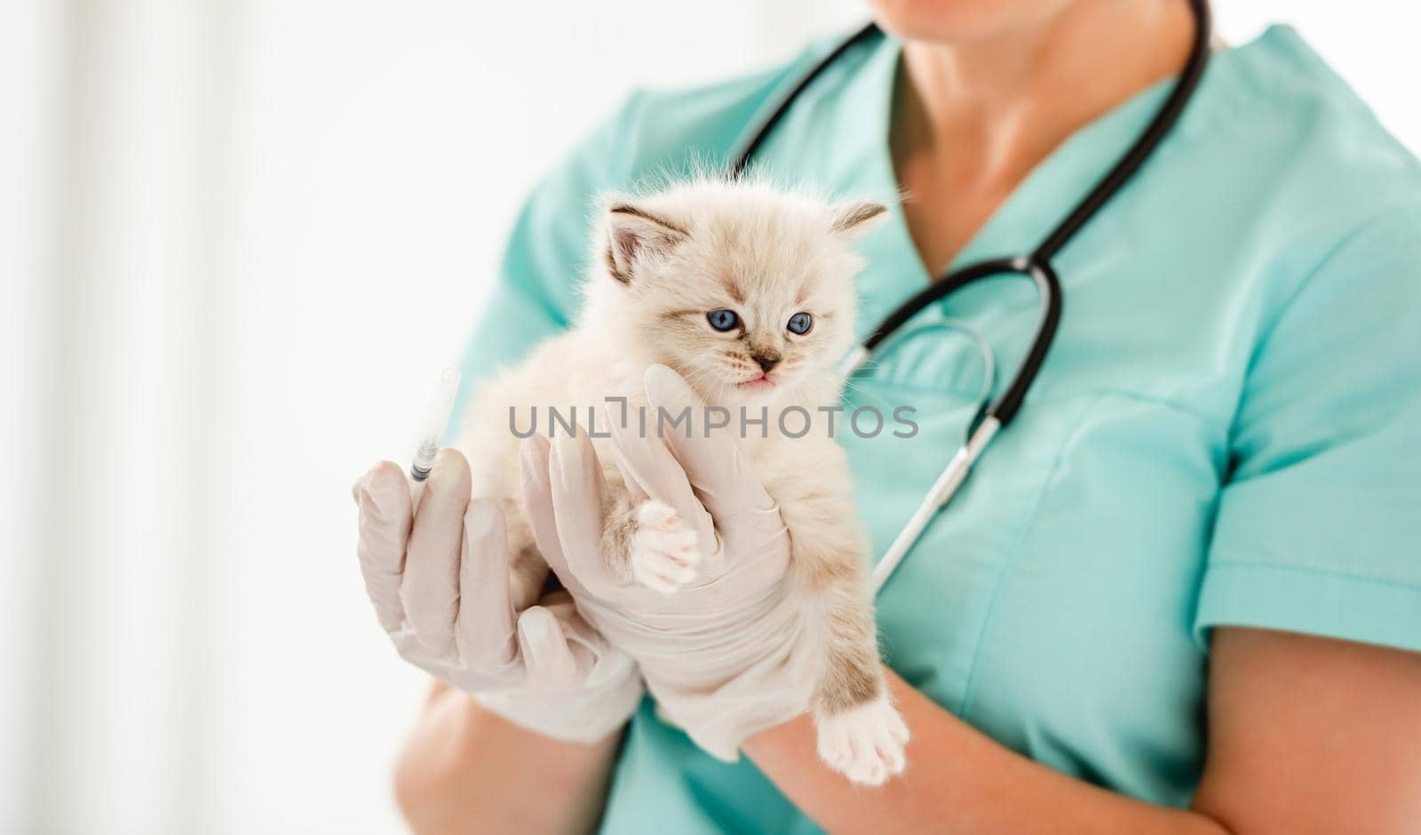 Woman veterinarian specialist holding in her hands cute ragdol kitten with beautiful blue eyes. Adorable fluffy kitty at vet clinic