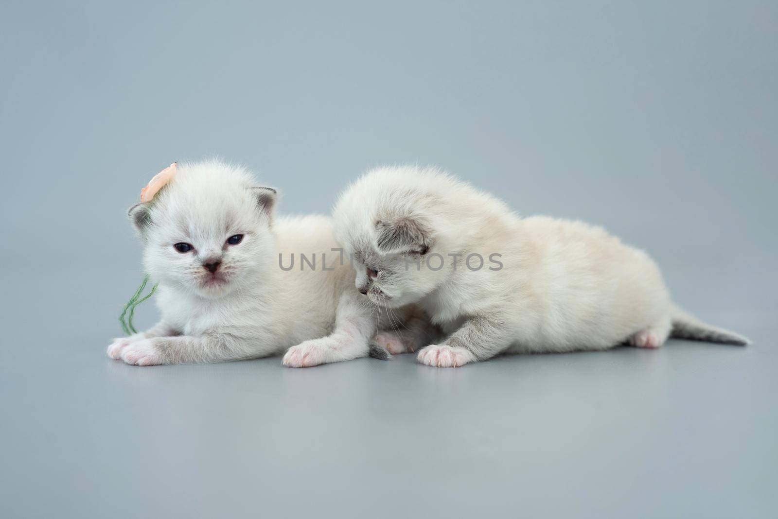 Two fluffy ragdoll kittens sitting together isolated on light blue background with copyspace. Studio portrait of small cute breed cats and one kitty with flower on its ear