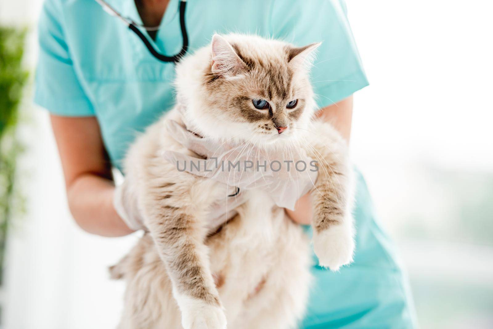 Woman veterinarian holding fluffy ragdoll cat with beautiful blue eyes in her hands during medical care procedures at vet clinic. Portrait of adorable purebred feline pet in animal hospital