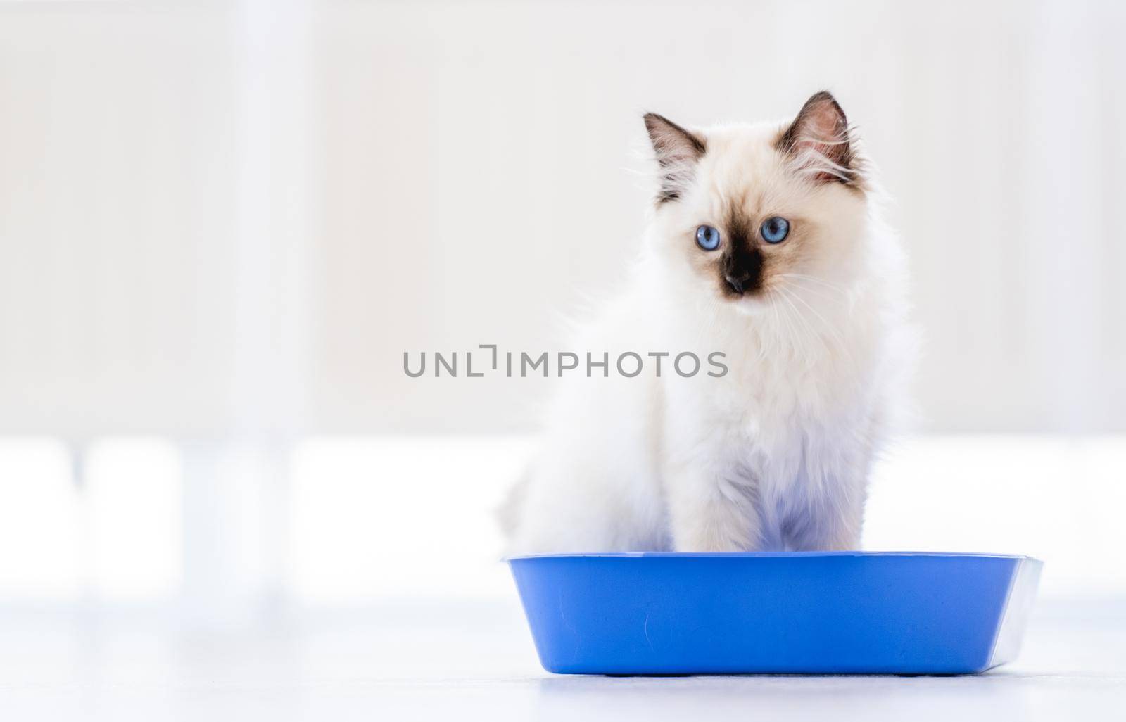 Lovely fluffy white ragdoll cat sitting in the blue toilet tray in light room and looking at the camera. Beautiful purebred feline pet outdoors makes pee