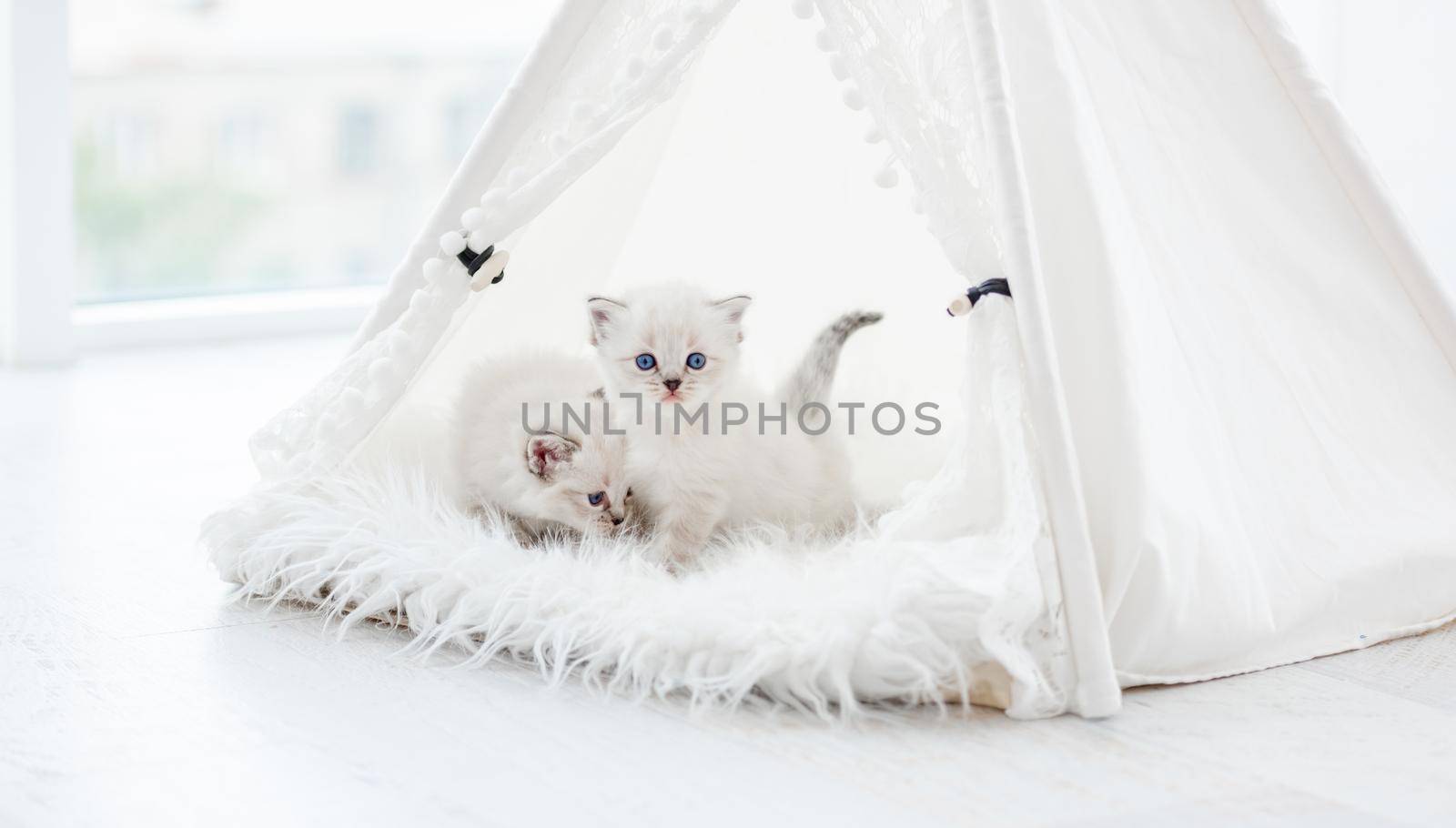 Two small cute ragdoll kittens with beautiful blue eyes inside white curtain tent on fur. Adorable purebred little kitty cats during studio photoshoot