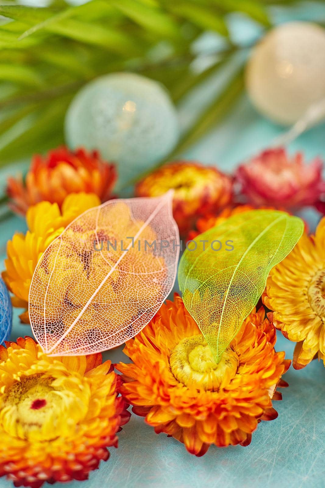 Nature concept. Floral Greeting card. Colorful spring flower background, Nature Trendy Decorative Design.