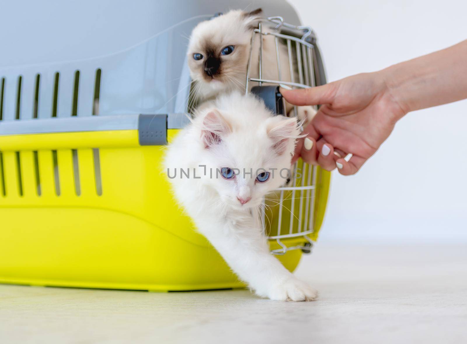 Two adorable ragdoll cats closed in pet carrying for transportation trying go out outside. Purebred fluffy domestic feline animals inside basket with metal lattice and hand of owner