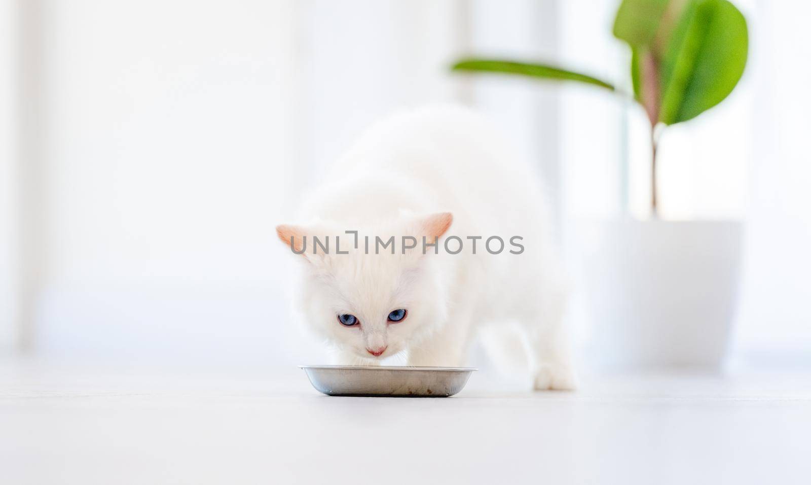 Lovely fluffy white ragdoll cat eating feed from bowl in light room and looking at camera with beautiful eyes. Beautiful purebred feline pet outdoors with food