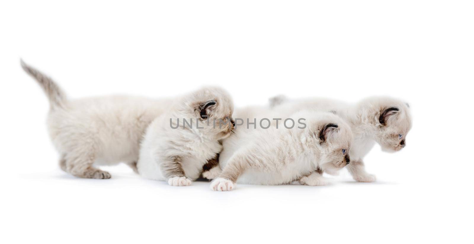 Four ragdoll kittens isolated on white background with copyspace. Adorable fluffy purebred kitty pets standing together and looking back