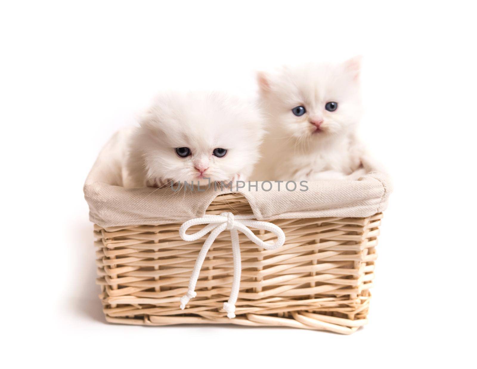two Scottish fluffy kittens in a basket isolated on white background