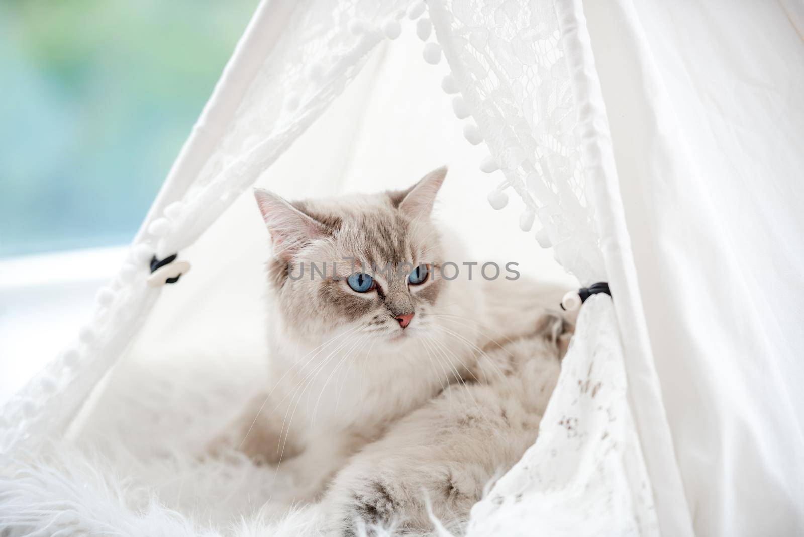 Closeup portrait of ragdol cat mother with beautiful blue eyes lying with her sleeping kittens inside white curtain tent on fur close to window. Adorable purebred feline family with kitty