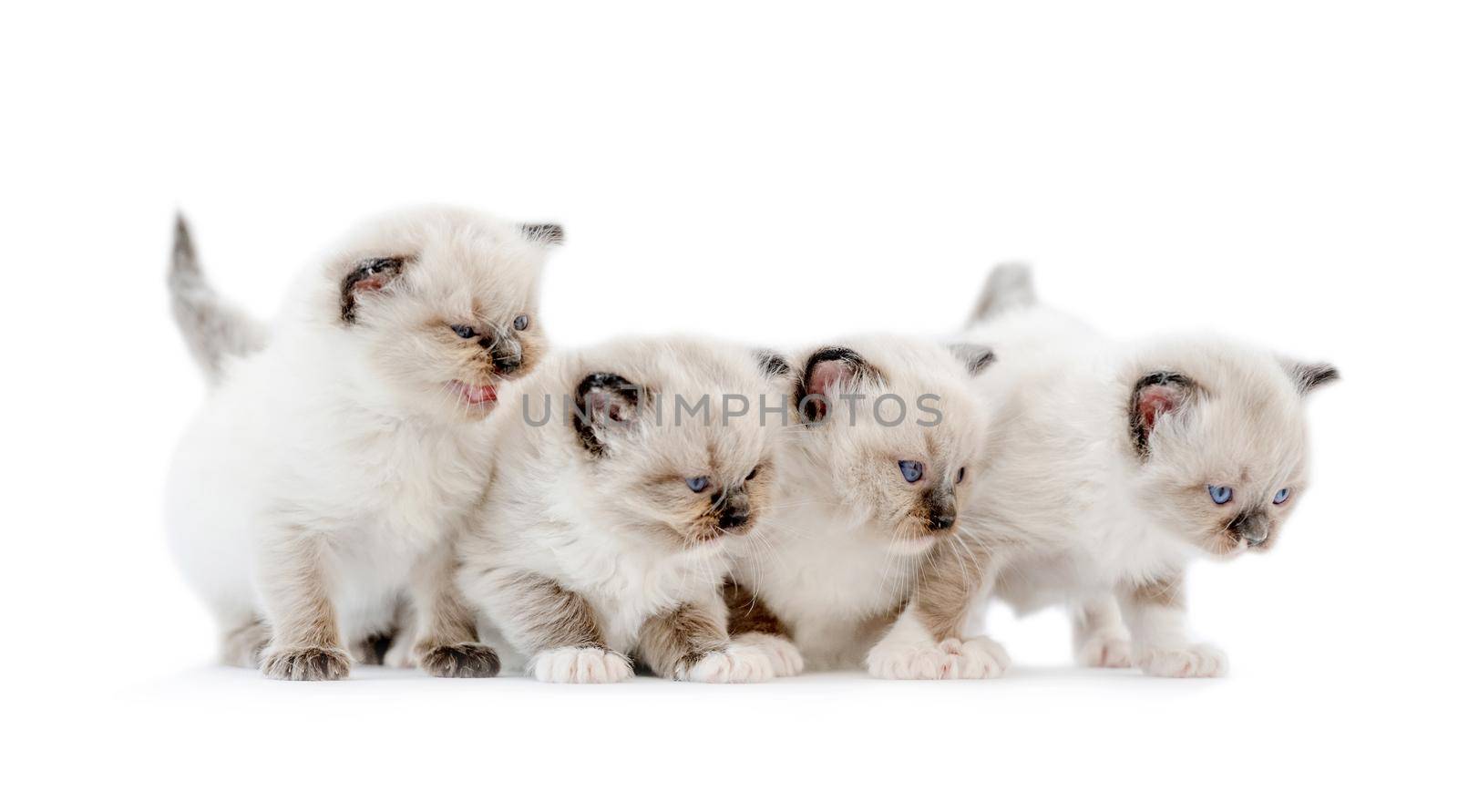 Four ragdoll kittens isolated on white background with copyspace. Domestic fluffy purebred kitty pets standing together