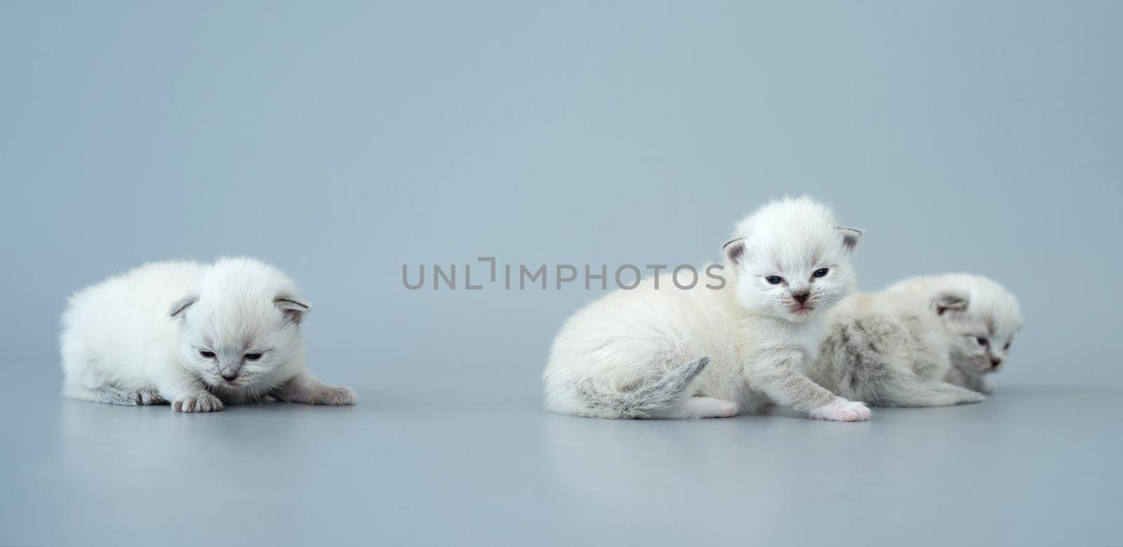 Three fluffy ragdoll kittens sitting together and looking at the camera isolated on light blue background with copyspace. Studio portrait of small cute breed cats