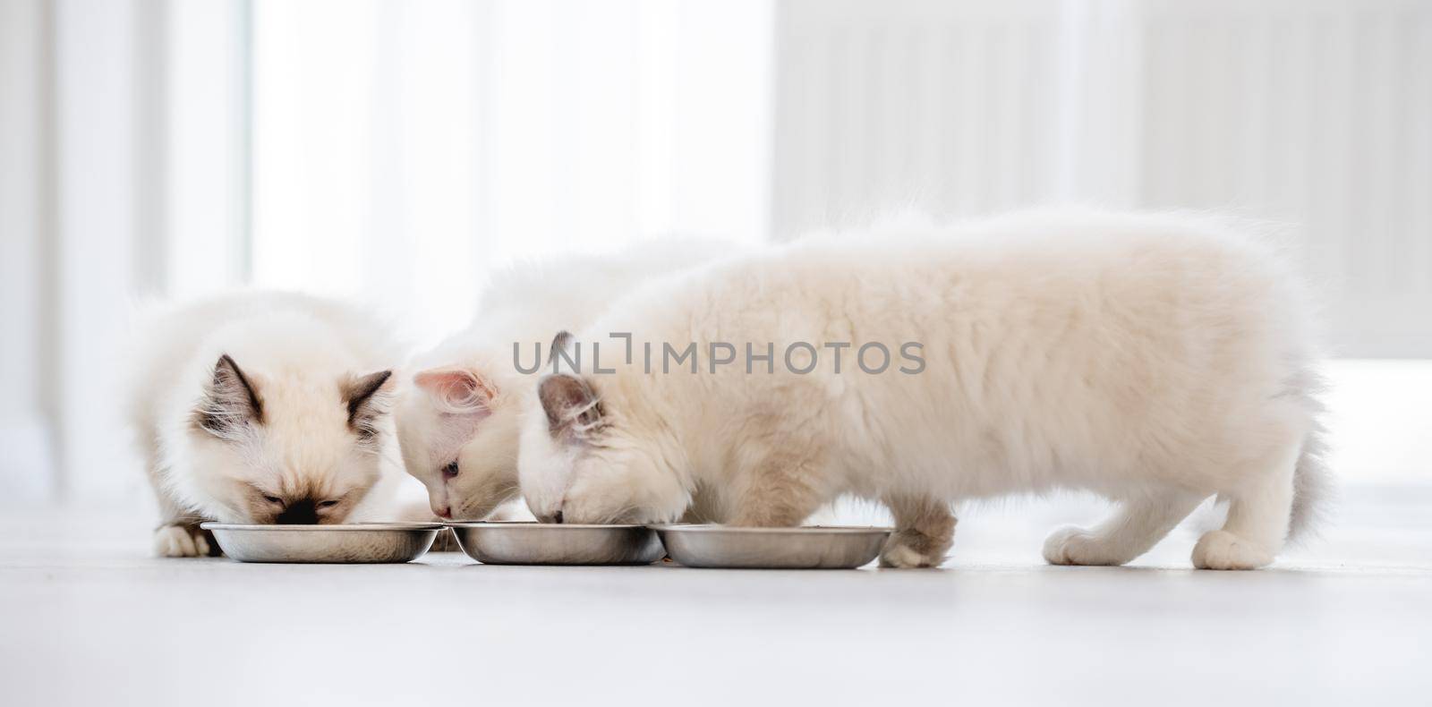 Three lovely fluffy white ragdoll cats sitting on the floor and eating feed from bowls in light room. Beautiful purebred feline pets outdoors with food together