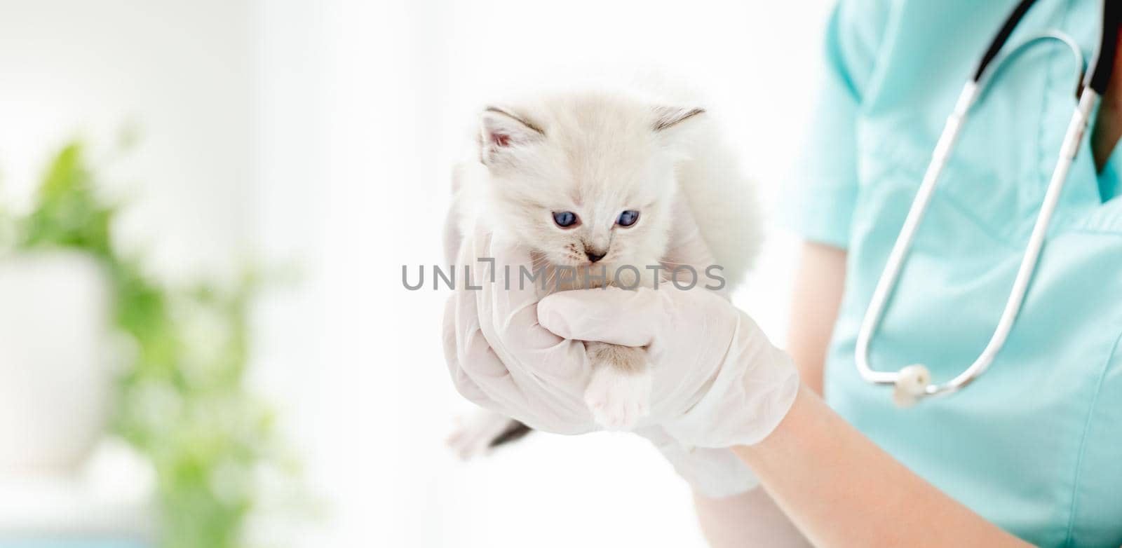 Adorable ragdoll kitten with beautiful blue eyes lying on hands of veterinarian at vet clinic. Woman animal doctor holding cute purebred fluffy kitty during medical care examining