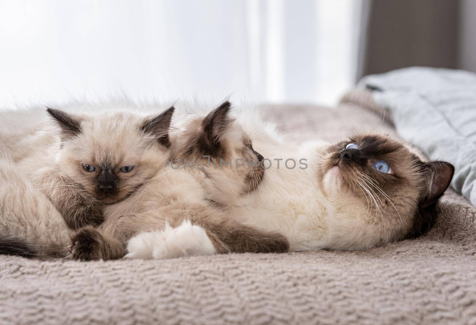 Adorable ragdoll cat lying in the bed at its back and two cute fluffy kittens sleeping on her. Feline breed family at home napping with daylight. Mother pet and her kitty children resting together