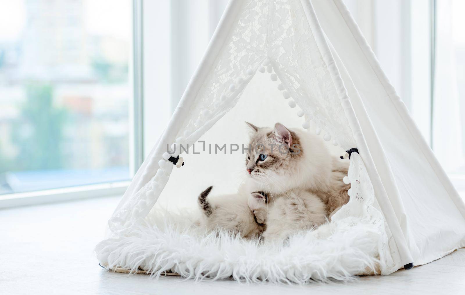 Cute ragdoll kittens sleeping close to their cat mother inside white curtain tent on fur. Adorable purebred feline family with kitty cats during studio photoshoot